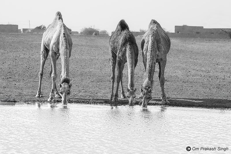 Camels drinking water at Viprasar in Netsi village, Thar Desert, Jaisalmer, Rajasthan, India